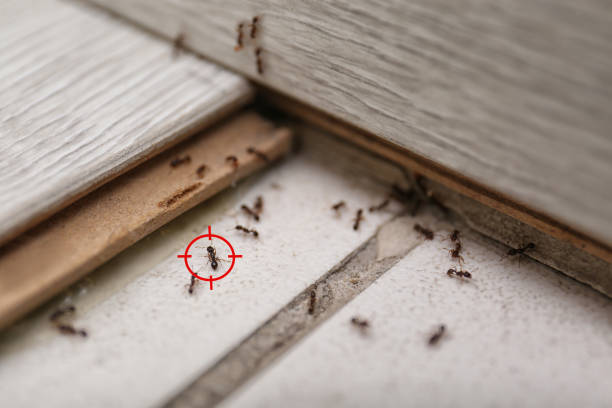 Best Spider Control Near Me  in Moores Mill, AL