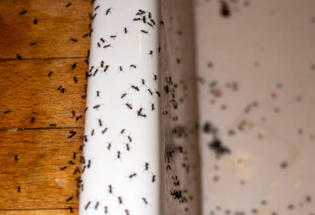 Best Affordable Pest Control Services  in Moores Mill, AL