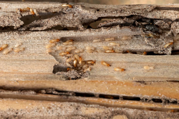 Best Pest Control Treatment  in Moores Mill, AL