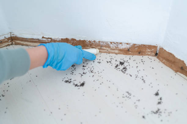 Best Local Pest Control Services  in Moores Mill, AL